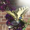 enchantedheart