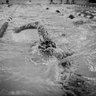 Tompluk1974