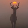 Arbre