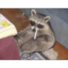 SmokinRaccoon