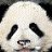 PiraatPanda