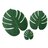 Monstera123