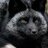 SilverFox