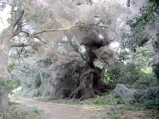 spiderweb540.jpg